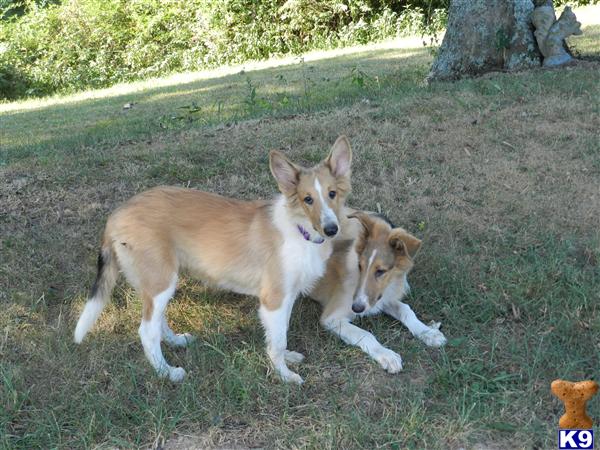Collie Puppies